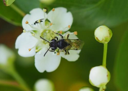 Réf. 229 801 : Andrena sp.